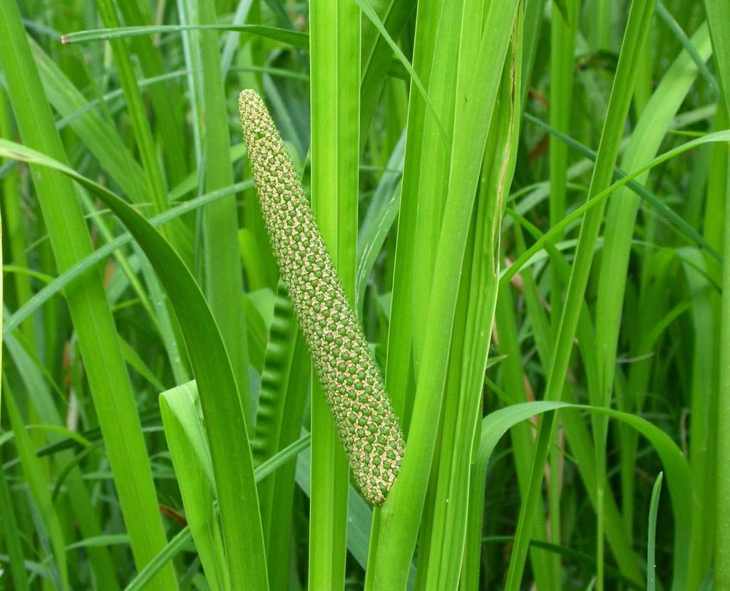 Acorus Calamus Herb Seeds