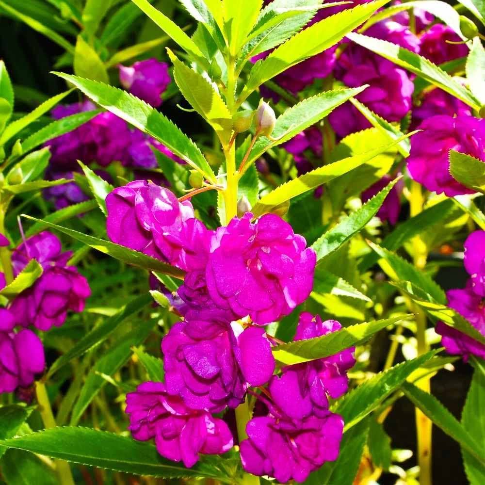 Balsam Double Mixed Flower Seeds