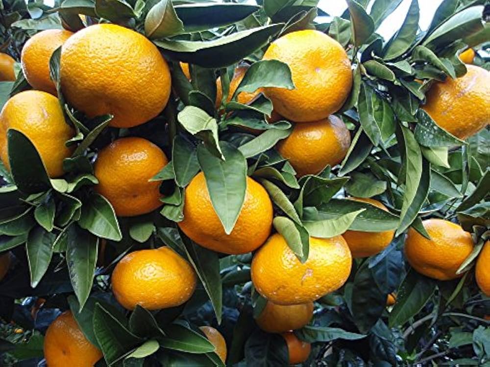 Sweet Juicy Orange Fruit Seeds