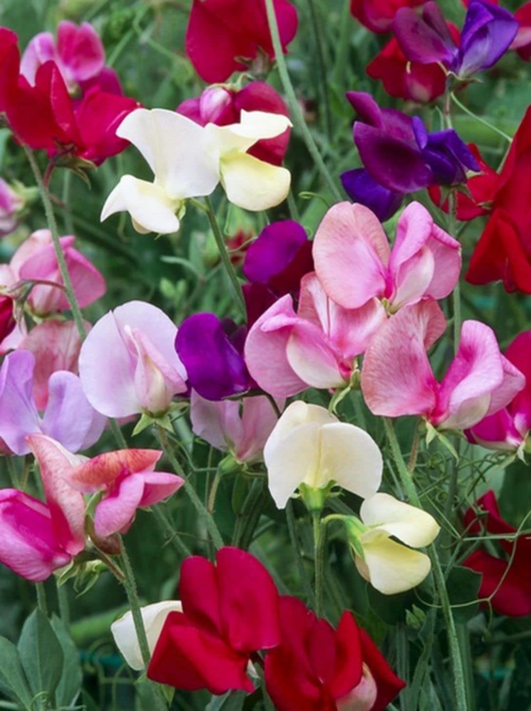 Sweet Pea Bonanza Mixed Winter Flower Seeds