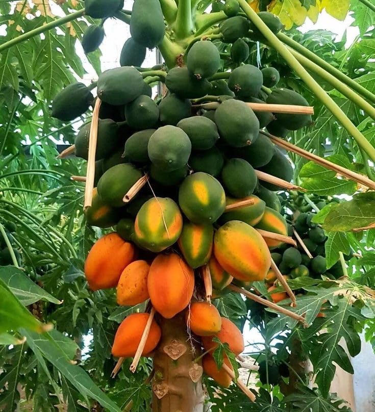 Papaya Seeds for Planting – Tropical Fruit Seeds
