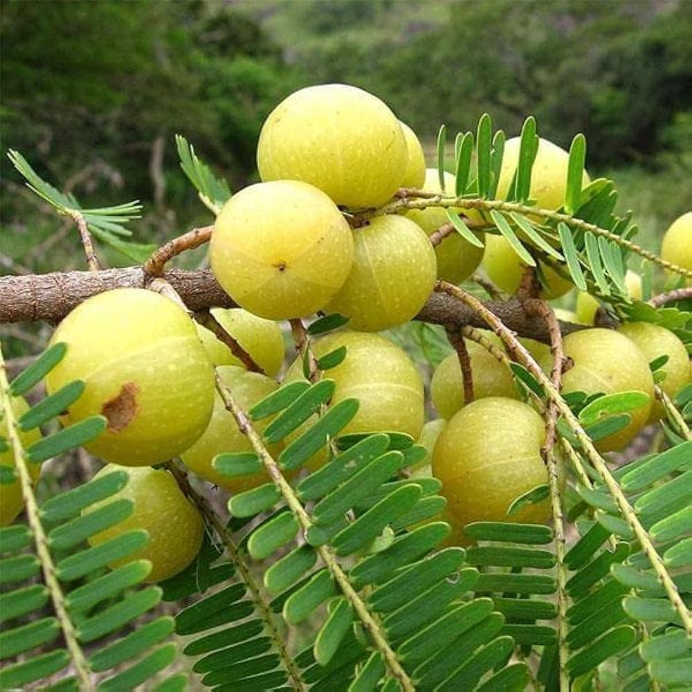 Fresh Gooseberry Seeds - Organic & High-Quality for Your Home Garden