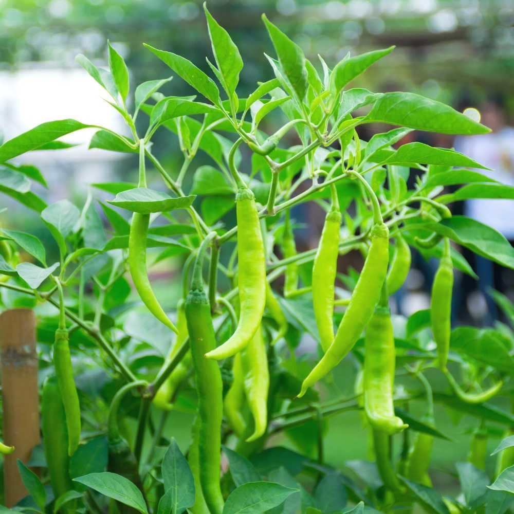 Chilli Surajmukhi Vegetable Seeds