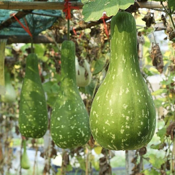 Bottlegourd Sel Dhari Type Long Avinash IV Vegetable Seeds