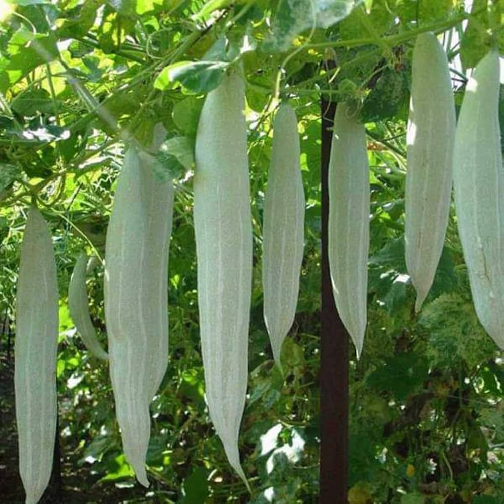 Snack Gourd Long 10 Green Vegetable Seeds