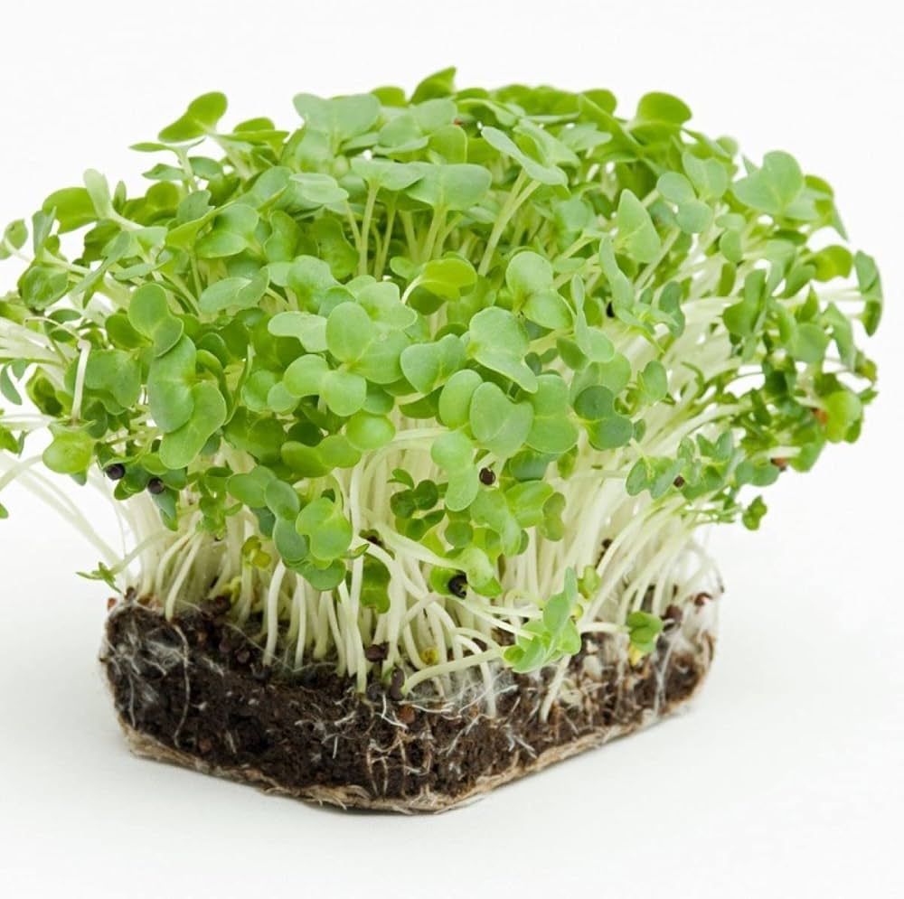 Watercress Imported Herb Seeds