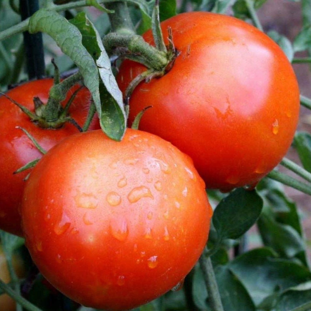 Organic Marglobe Tomato Vegetable Seeds