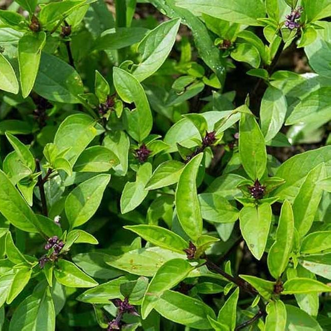 Thai Basil Microgreens Seeds
