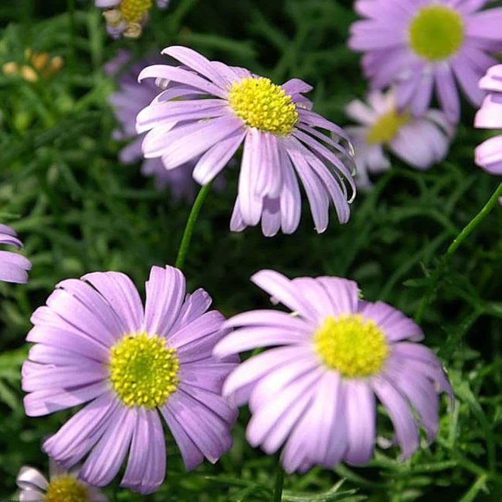 Brachycome Mixed Winter Flower Seeds