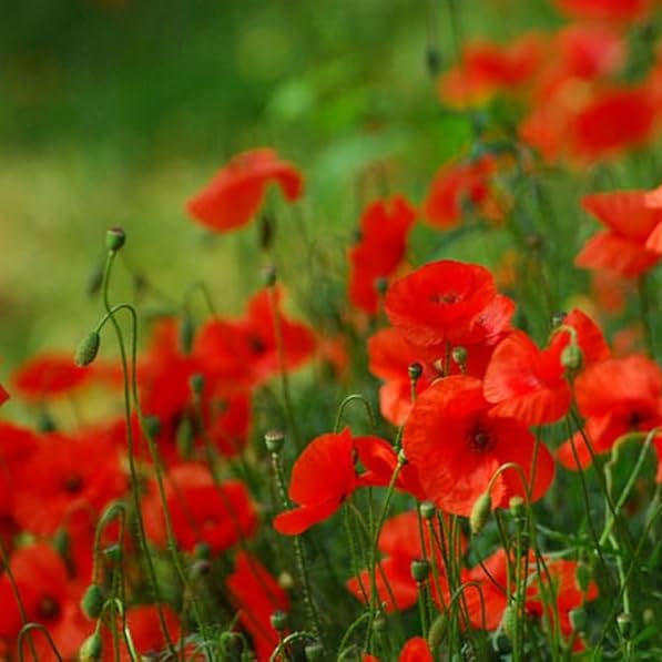 Poppy Shirley Red Flower Seeds