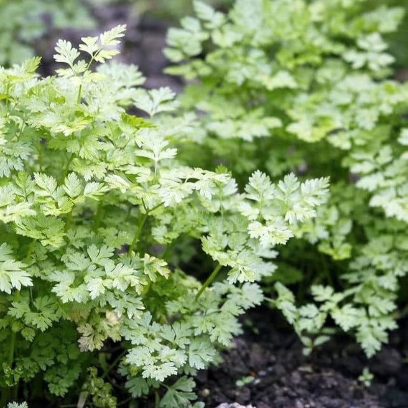 Chervil Imported Herb Seeds