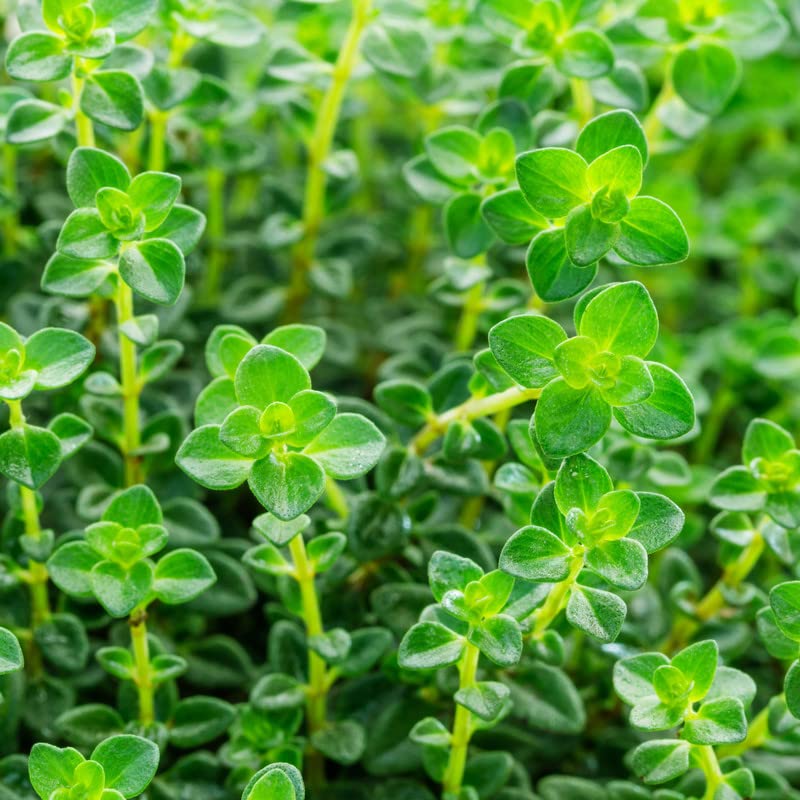 Oregano Imported Herb Seeds