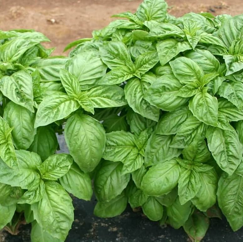 Basil Italian Broad Leaf Microgreens Seeds