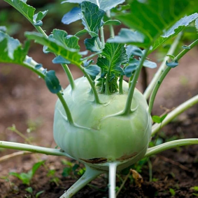 Kohlrabi F1 Hybrid Green Vegetable Seeds