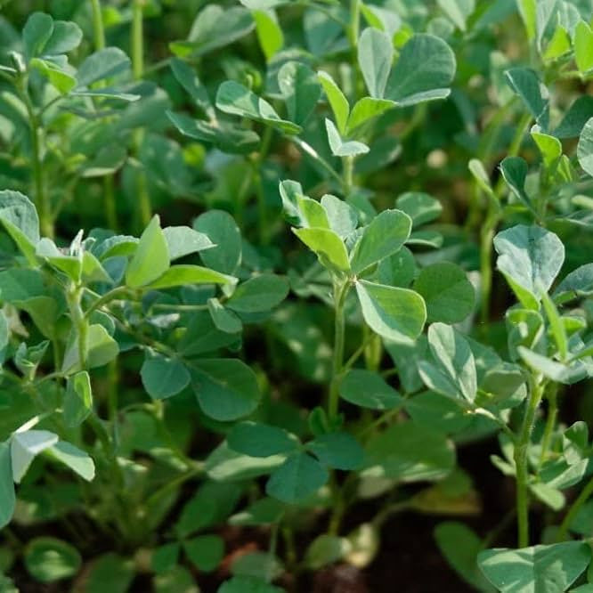 Fenugreek Methi Kasturi Vegetable Seeds