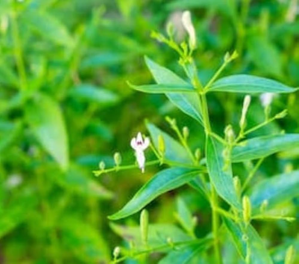 Andrographis Paniculata Herb Seeds