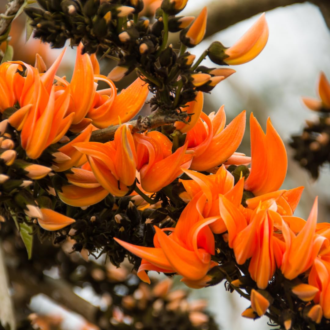 Palash Tree Herb Seeds