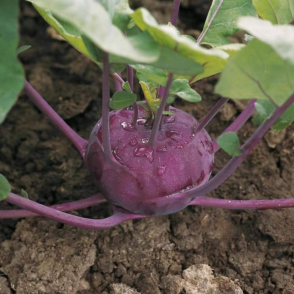 Kohlrabi F1 Hybrid Purple Vegetable Seeds