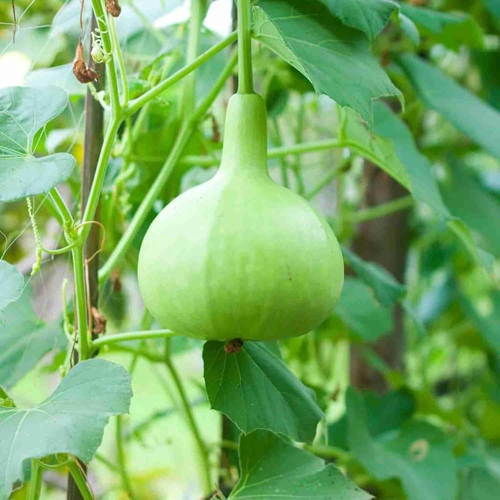 Bottlegourd F1 Latt-Bulb Shape Vegetable Seeds