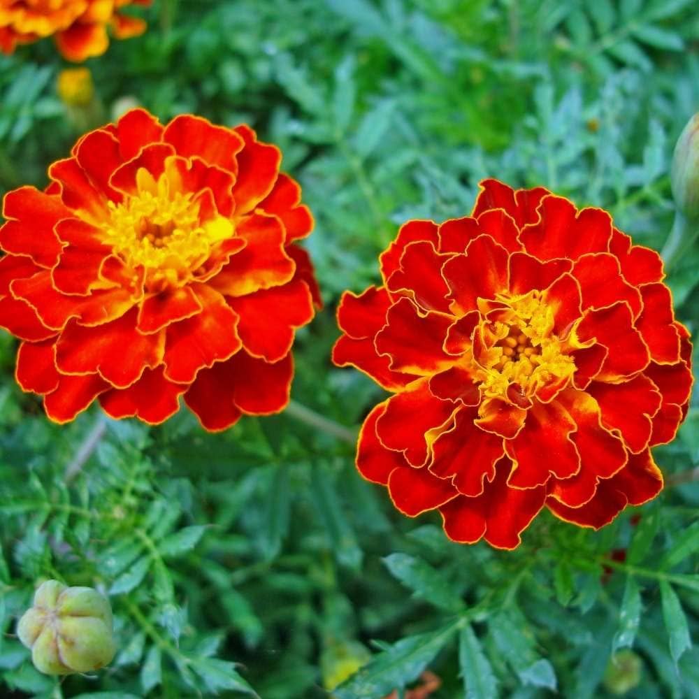 Marigold Desi Jafri Flower Seeds