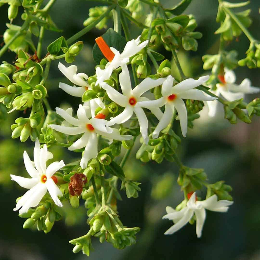 Night-Blooming Jasmine Herb Seeds