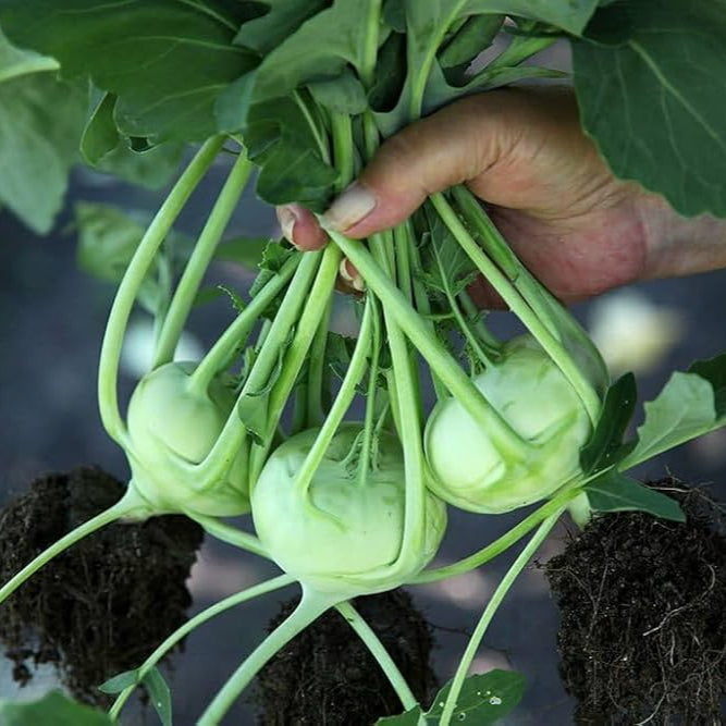 Kohlrabi F1 Hybrid Green Vegetable Seeds