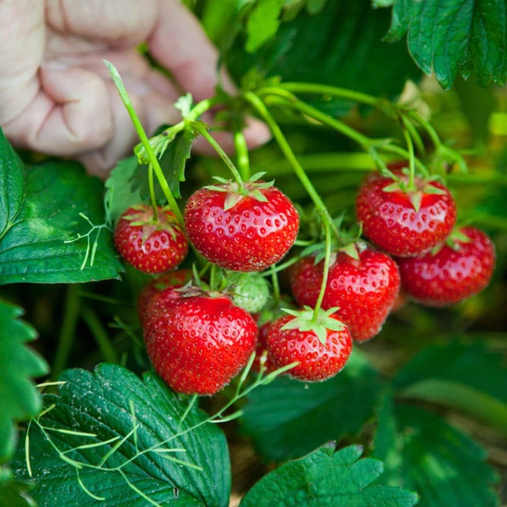 Strawberry Fruits