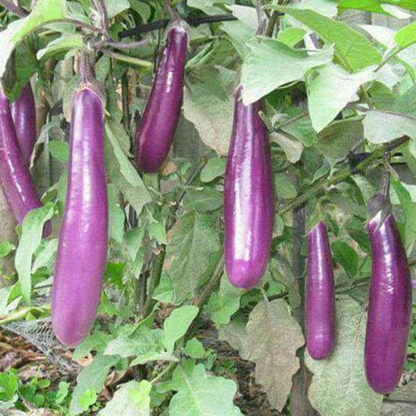 Light Purple Long Brinjal Organic Vegetable Seeds