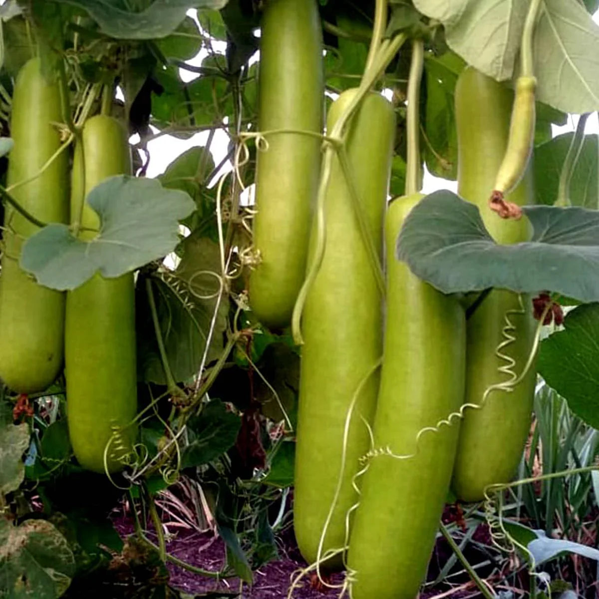 Extra Long Organic Bottle Gourd Vegetable Seeds