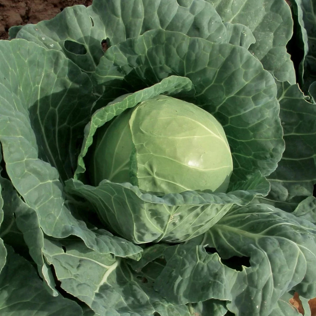 Green Ball Cabbage Vegetable Seeds