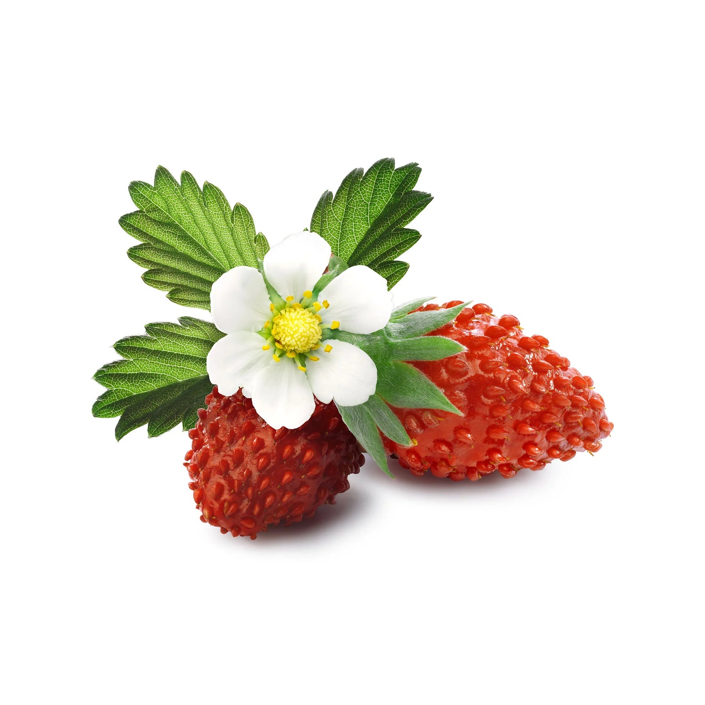 Strawberry Alpine Fragaria Winter Flower Seeds