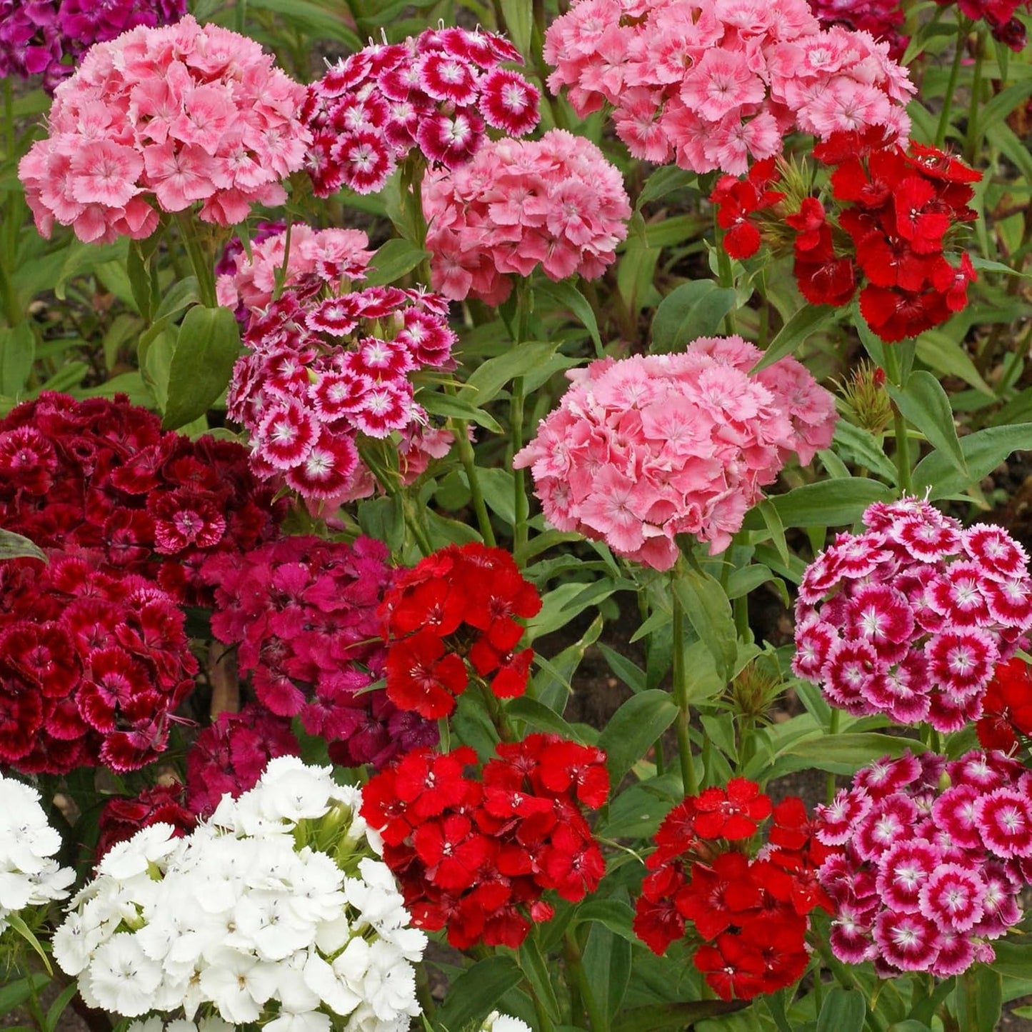 Dianthus Barbatus Sweet William Mixed Winter Flower Seeds