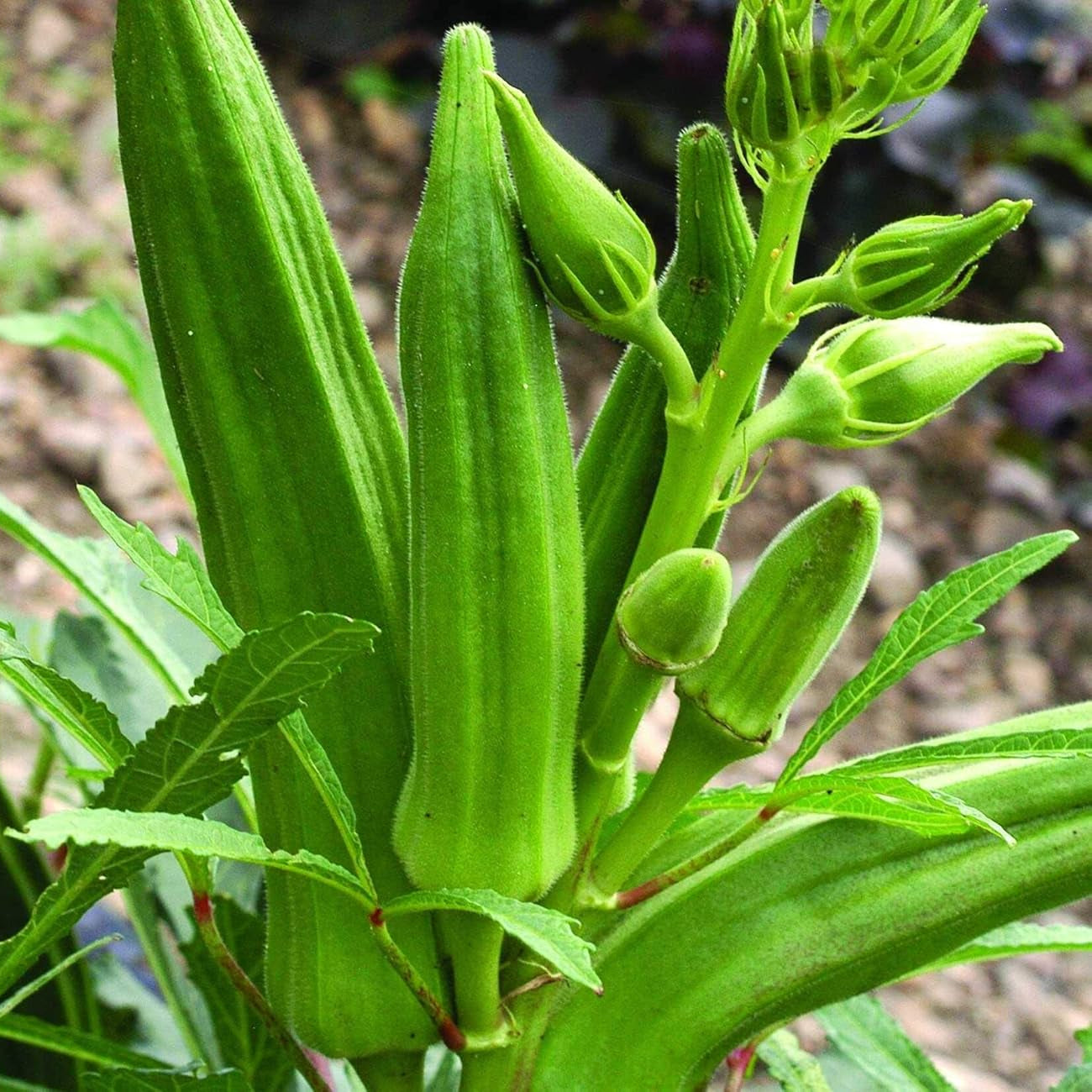 Lady Finger Vegetable Seeds – High-Yielding, Organic Okra Seeds for Home Gardening