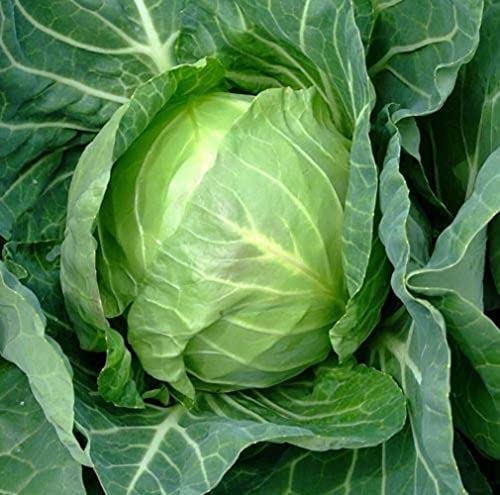 Green Ball Cabbage Vegetable Seeds