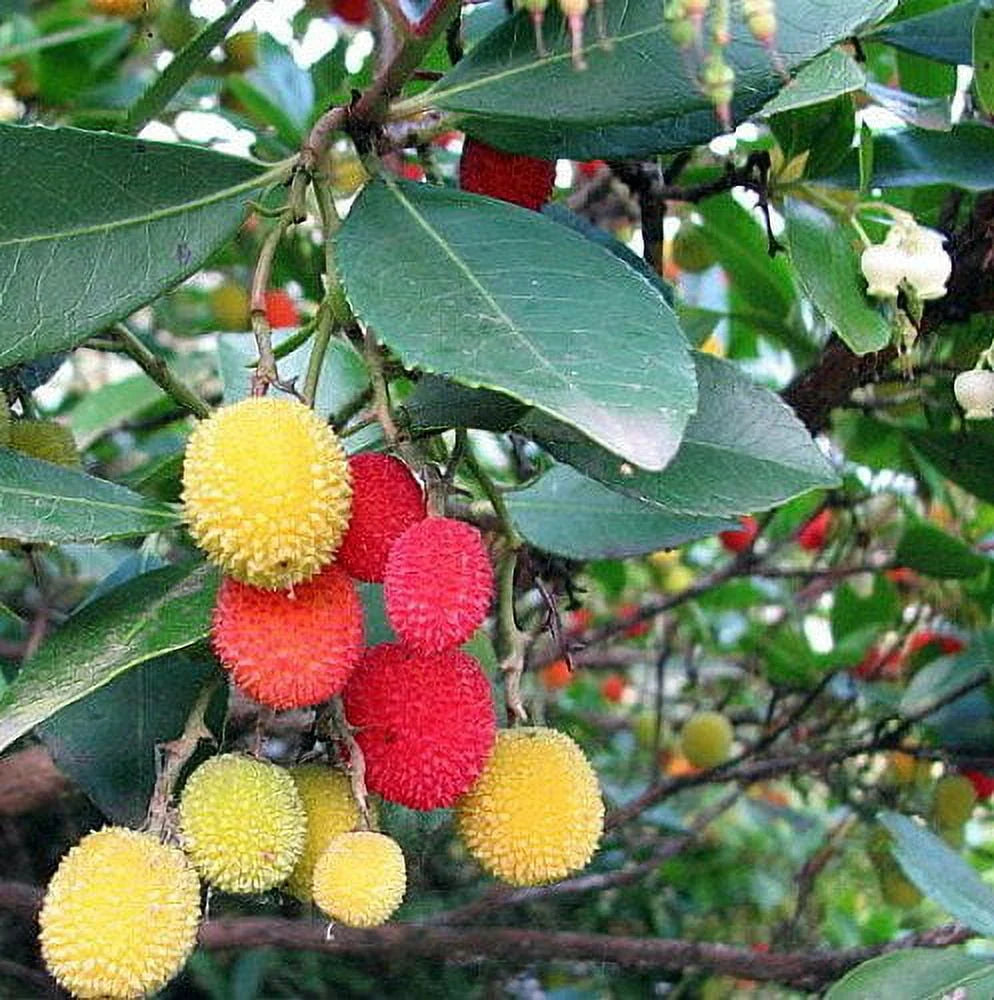 Strawberry Fruits