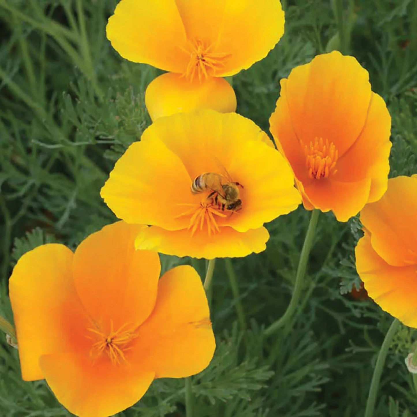 California Poppy Eschscholzia Winter Flower Seeds