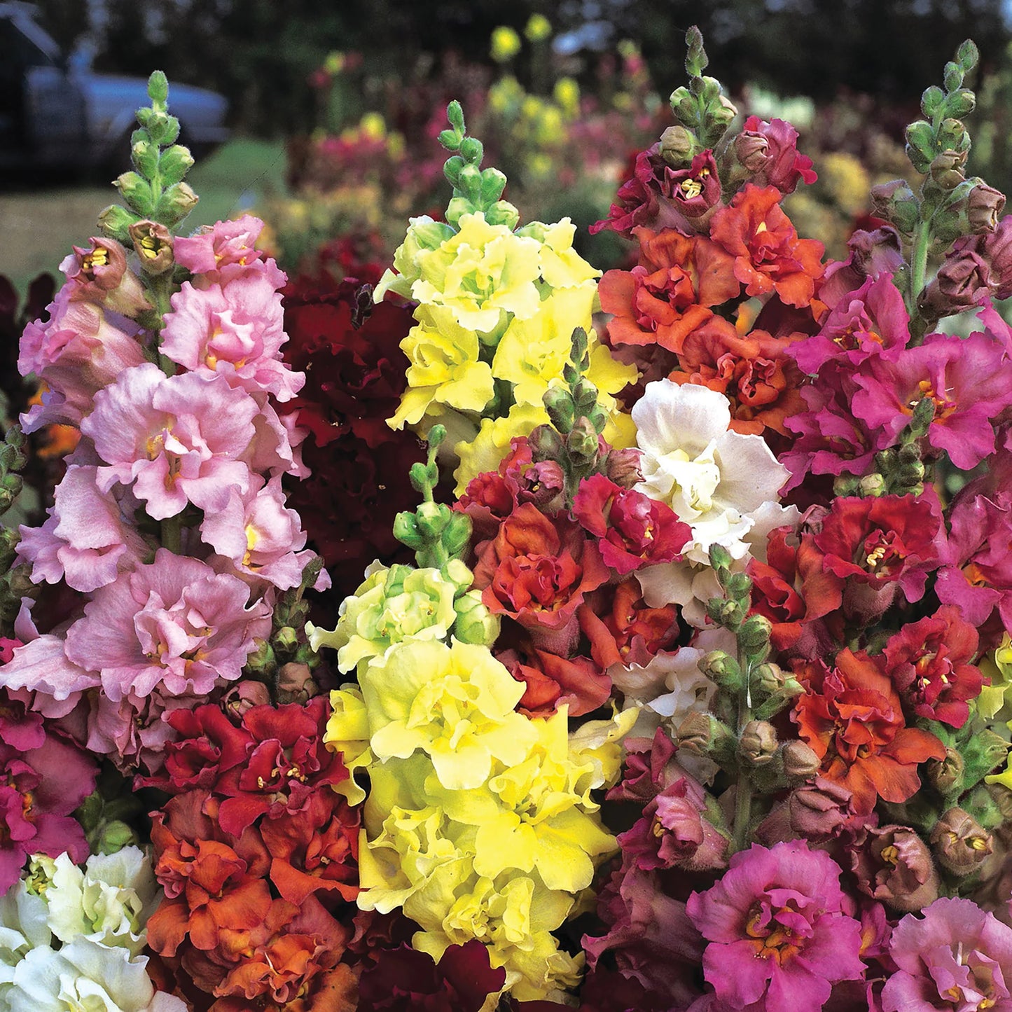 Antirrhinum Grand Mixed Edible Flower Seeds