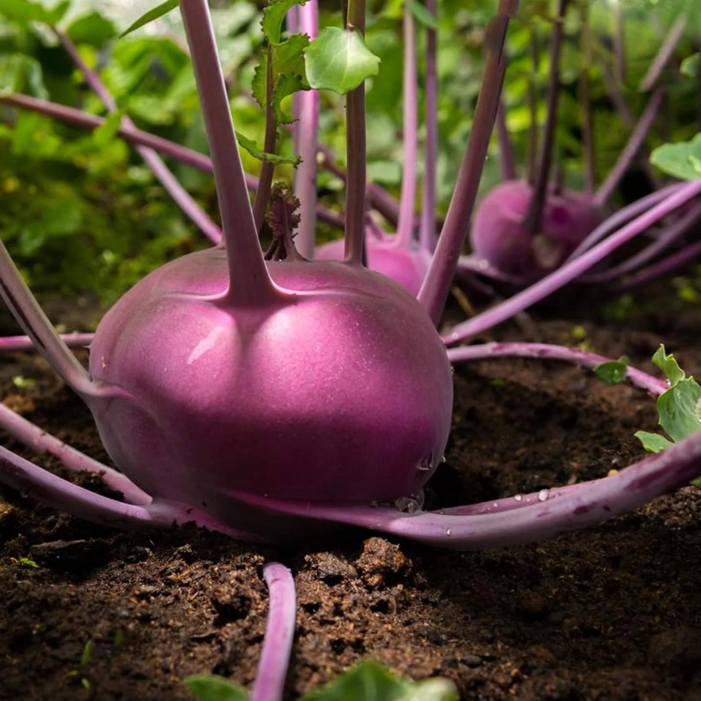 Red Knol Khol Vegetable Seeds
