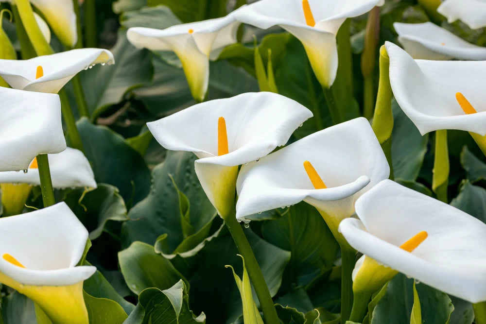 Elegant White Calla Lily Flower Bulbs