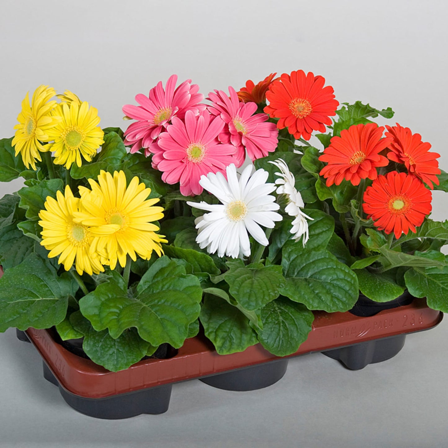 Gerbera Mini Mixed Color Flower Seeds