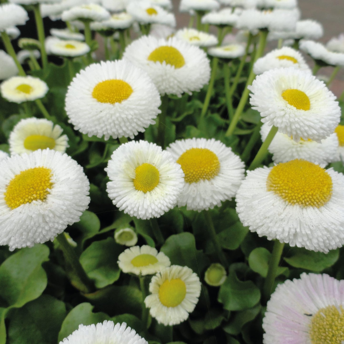 Bellis Perennis ‘White Daisy’ Winter Flower Seeds