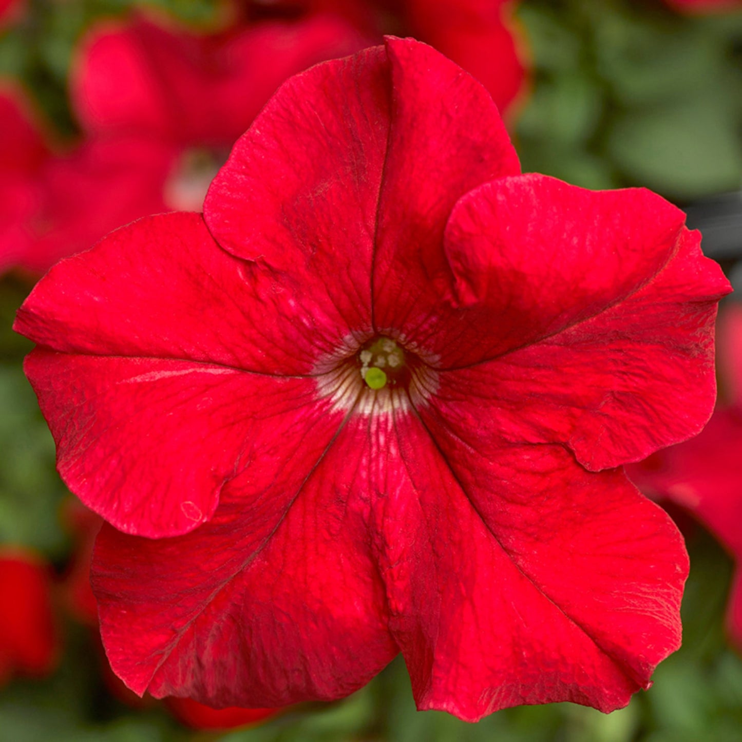 Petunia Grandiflora Red Winter Flower Seeds