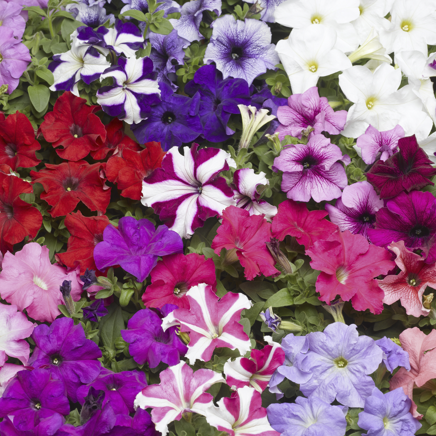 Petunia Grandiflora Mixed Winter Flower Seeds