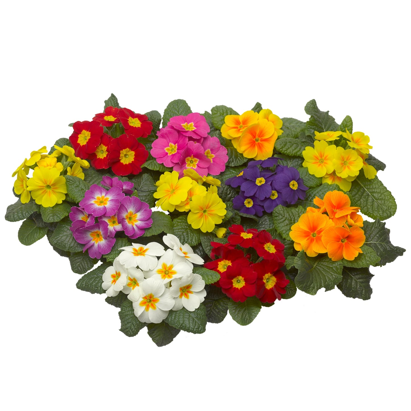 Primula Selection Mixed Winter Flower Seeds
