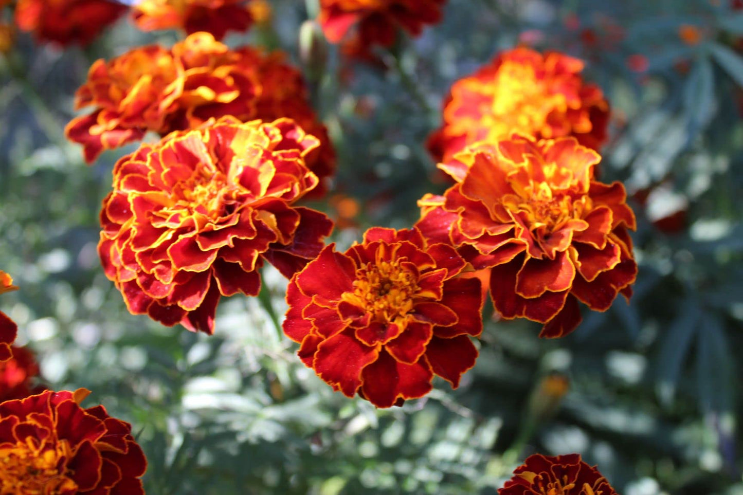 Marigold Desi Jafri Flower Seeds