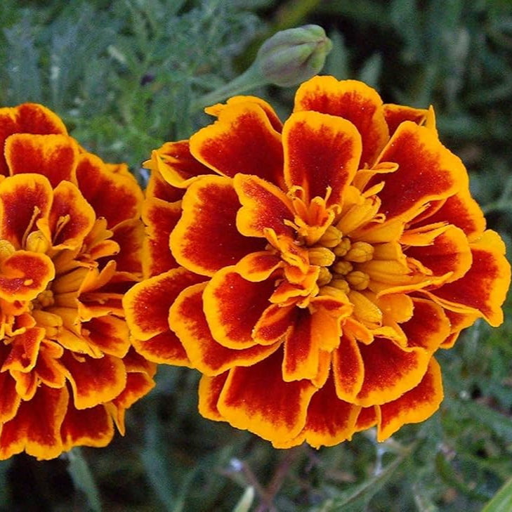 Marigold Desi Jafri Flower Seeds