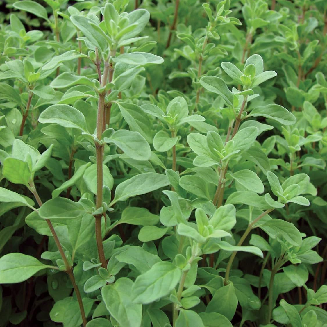 MARJORAM IMPORTED Herb Seeds