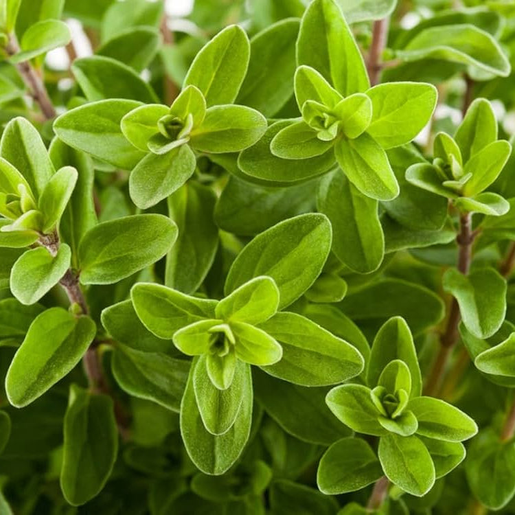 MARJORAM IMPORTED Herb Seeds