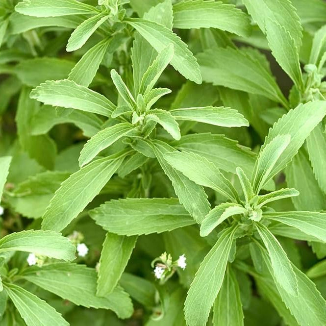 STEVIA SWEET LEAVES Herb Seeds
