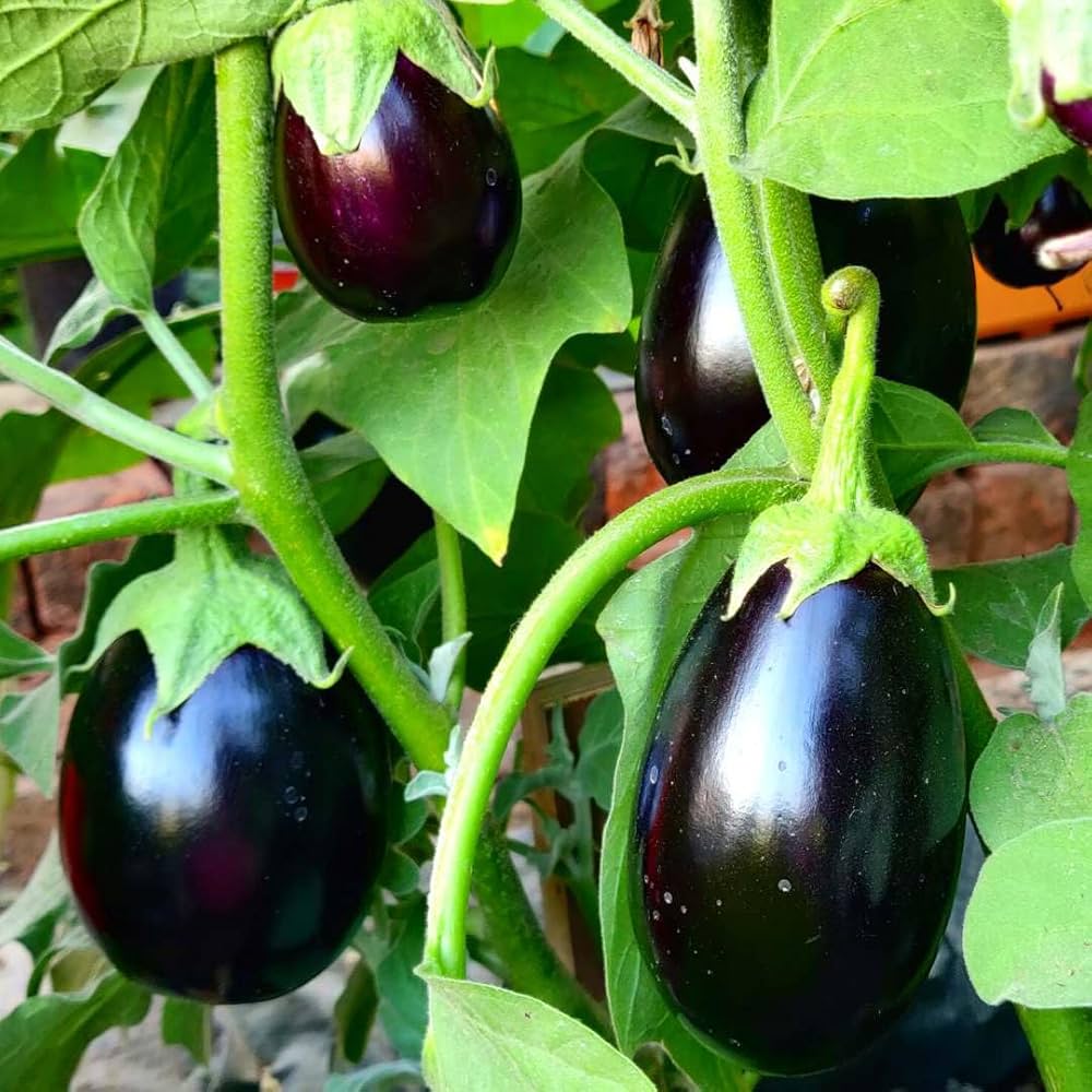 Premium F1 Hybrid Round Brinjal-Eggplant Vegetable Seeds